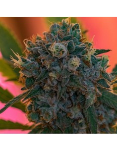 Naranja Biscotti Fast Version