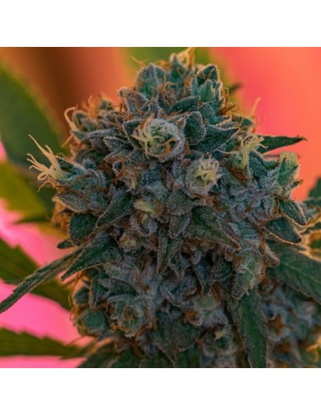 Naranja Biscotti Fast Version