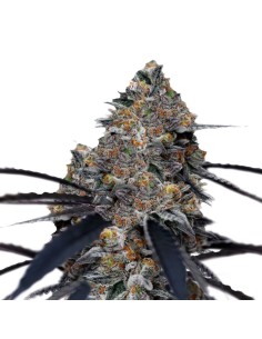 San Fernando Valley x Purps