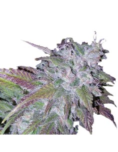 Silver Grape Sherbet