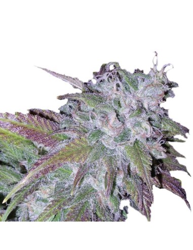 Silver Grape Sherbet