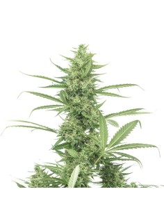 The Real Amnesia Auto