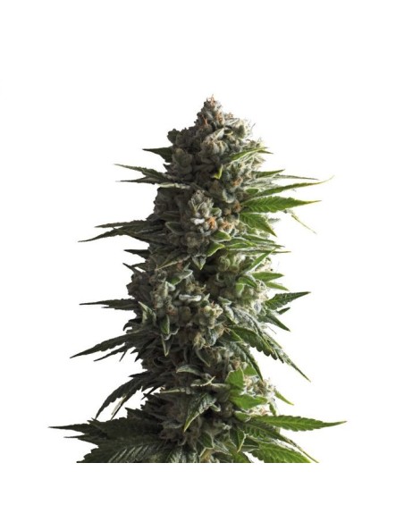 Tropicana Wedding Cake Auto