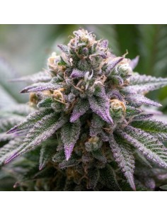 Aurora Cannabis Seeds - Growers Choice Seeds