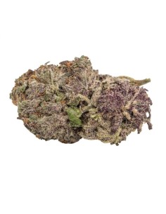 Ultra Violet GMO 2