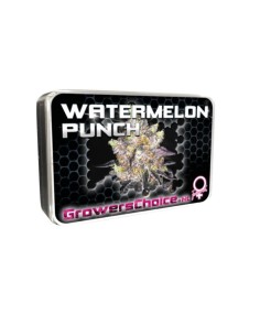 Watermelon Punch 2