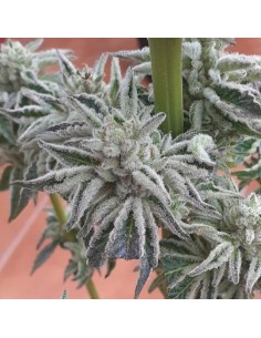 Biscotti x Off Road 2