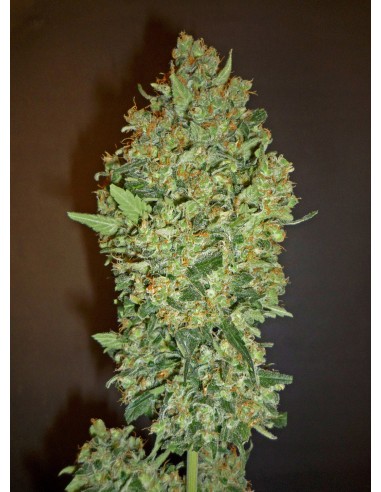 Cheese Berry (00Seeds) Feminized Seeds | Up To 30% Off