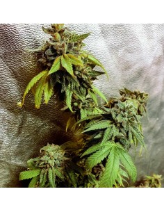 Pancakes N Ice-Cream 2