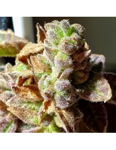 Pancakes N Ice-Cream