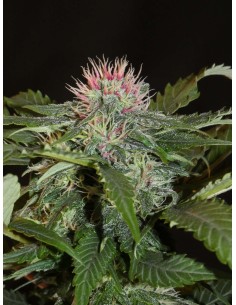 Sheberghan Hash Plant