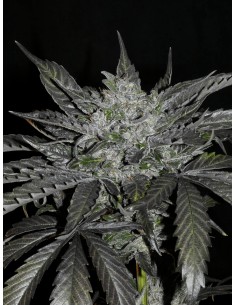 Sheberghan Hash Plant 2