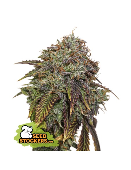 Gelato 41 Auto (seedstockers) Autoflowering Seeds 