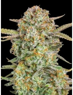 Auto Bruce Banner XXL