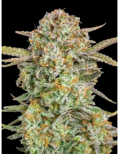 Auto Bruce Banner XXL