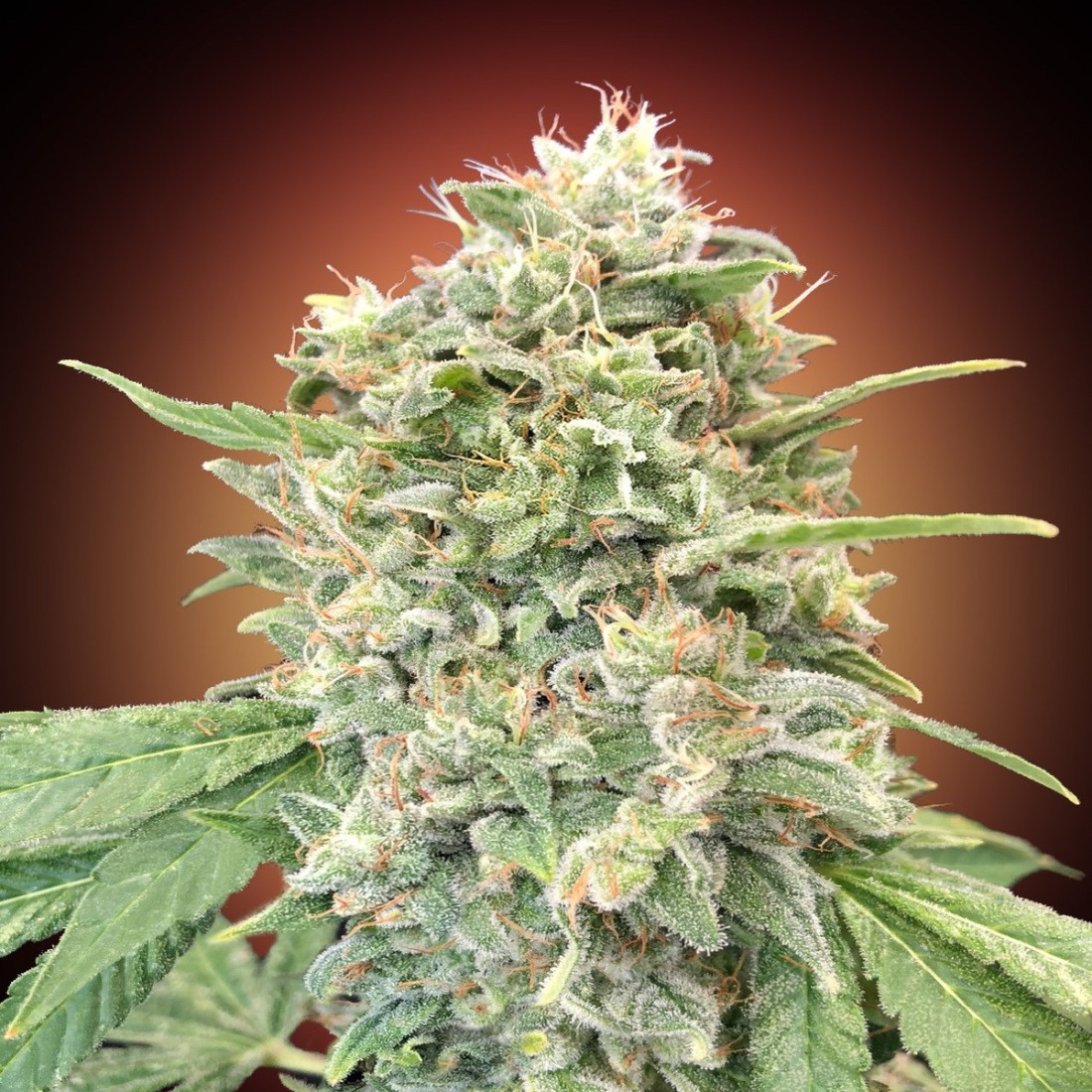 Strawberry Banana Advanced Seeds Feminized Seeds Oaseeds