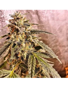 Marshmallow Pancakes