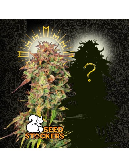 FREE Santa Marta Auto + Surprise Seed