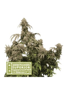 Sale of feminised cannabis seed Seed Stockers Gorilla Glue