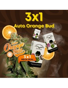 3x1 in Orange Bud Auto by Dutch Passion
