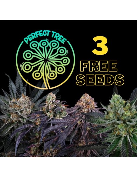 3 Free Perfect Tree Seeds 
