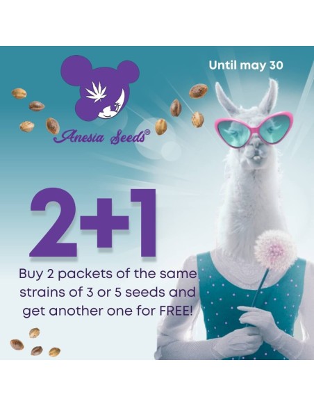 Anesia Seeds May Promo