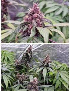 Auto Forbidden Cherry