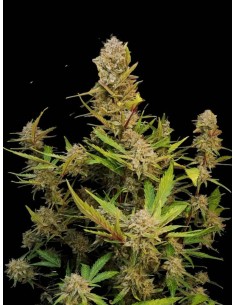 Apricot Auto (FastBuds Seeds) Autoflowering Seeds | On Sale! 2