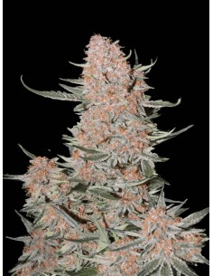 Ztrawberriez Auto (FastBuds Seeds) Semi Autofiorenti 2