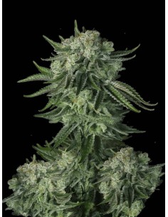 Comprar Fast Bud Auto Sweet Seeds Autofloreciente - I Wanna Grow Shop