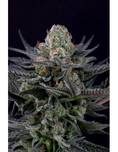 Paradise Seeds Caramba