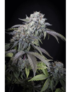 Paradise Seeds Gulupa