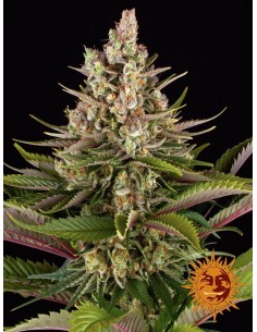 Sour Strawberry - Barne's Farm