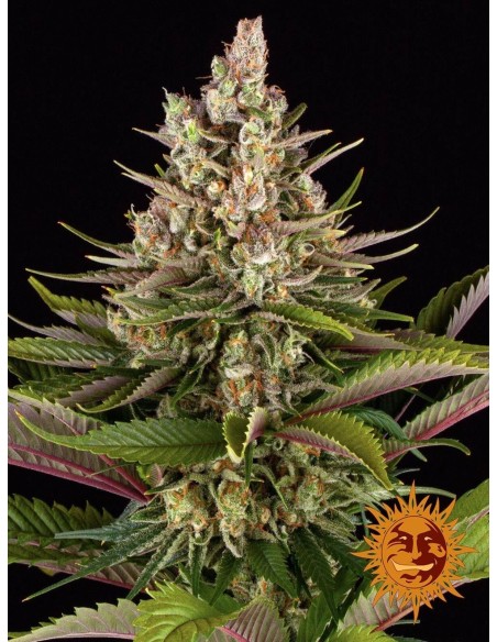 Sour Strawberry (Barneys Farm Seeds) Semi di Cannabis