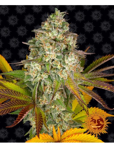 Cookies Kush Auto (Barneys Farm Seeds) Semi di Cannabis