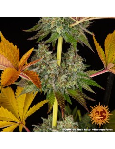 Cookies Kush Auto - Barney's Farm 2