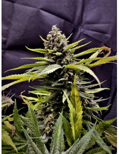 Lemon Drizzle (Barneys Farm Seeds) Semi di Cannabis