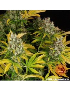 GMO - Barney's Farm 2