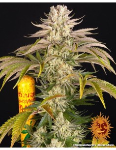 Pineapple Express (Barneys Farm Seeds) Feminized Seeds 2
