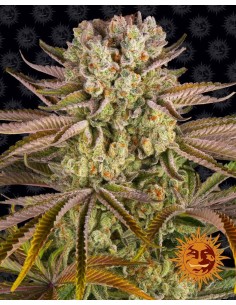 Pineapple Express (Barneys Farm Seeds) Feminized Seeds
