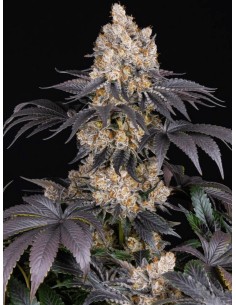 Gelato 🍨 - Barney's Farm