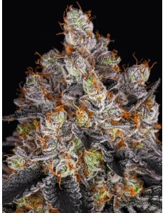 Gelato (Barneys Farm Seeds) Marijuana Seeds | Up To 30% Off 2