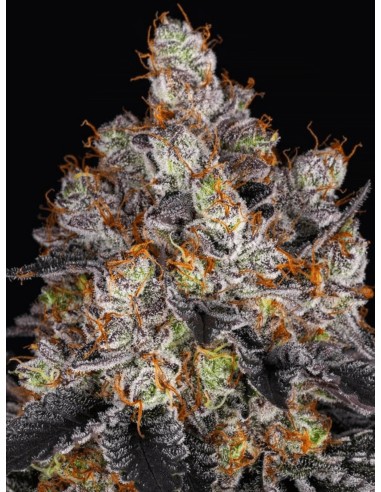 Gelato (Barneys Farm Seeds) Marijuana Seeds | Up To 30% Off