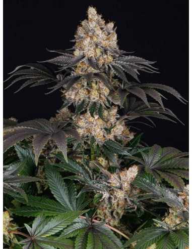 Gelato (Barneys Farm Seeds) Marijuana Seeds | Up To 30% Off