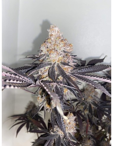 Biscotti - Barney's Farm