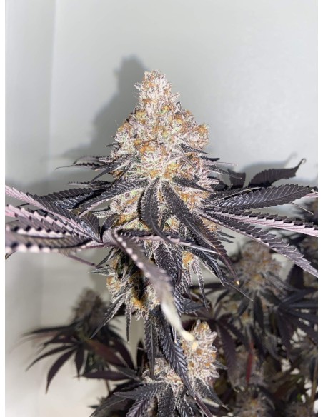 Biscotti - Barney's Farm