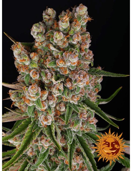 GMO Auto - Barney's Farm