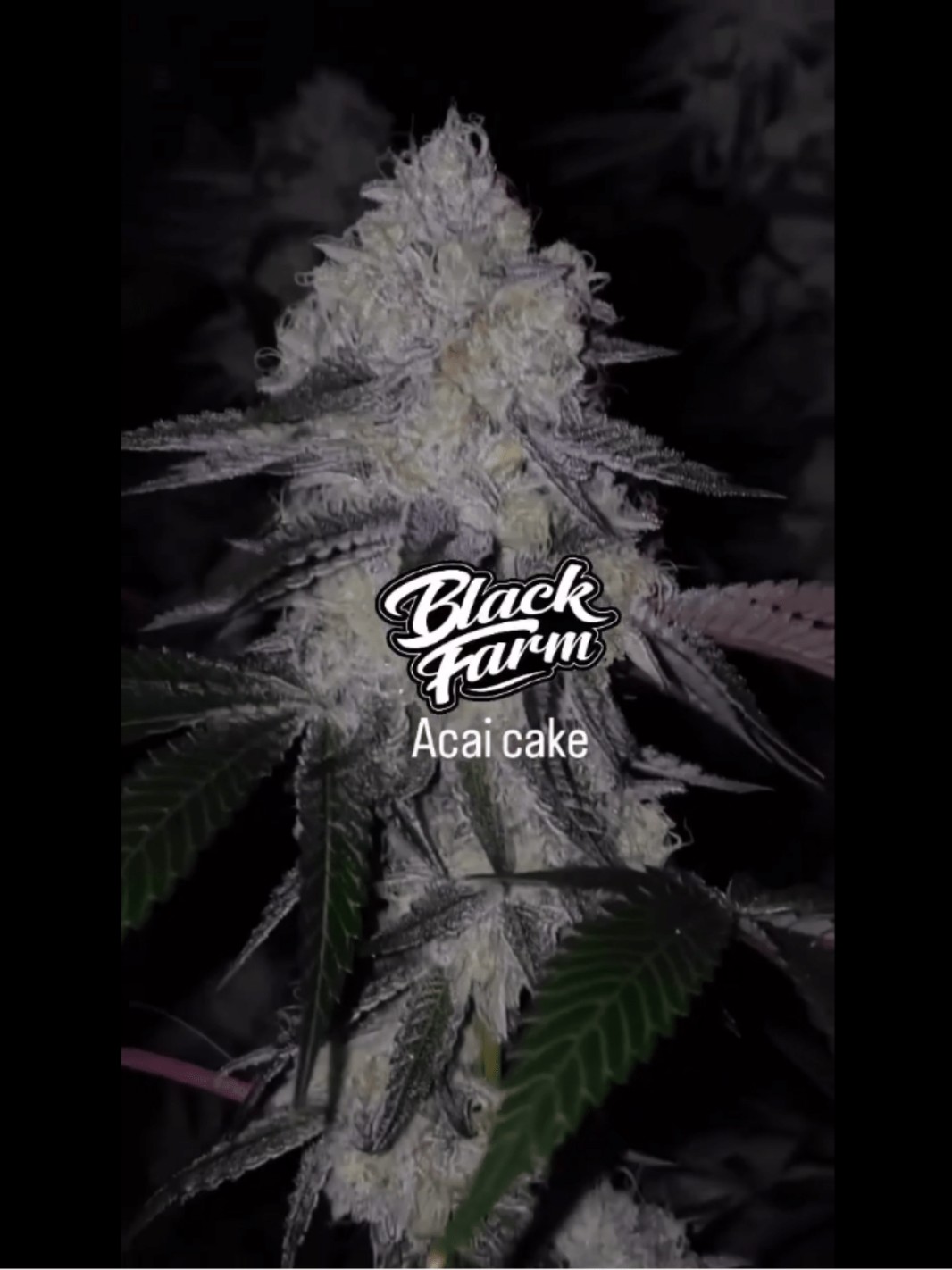 Acai Cake S1 🍇🍒🧬 Black Farm
