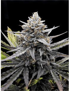 Bubba Slaps - Black Farm Genetix