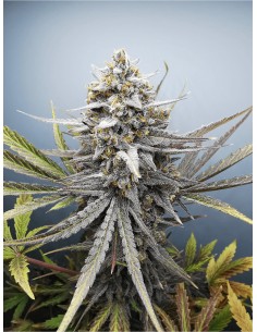 Bubba Slaps - Black Farm Genetix 2